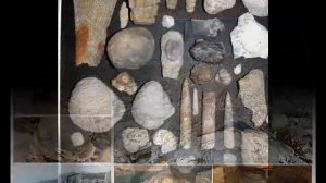 Аммониты.Коллекция окаменелостей.