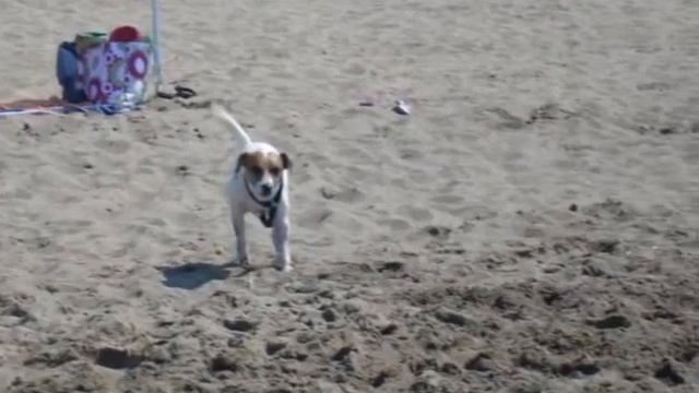 ARCY 2 ANNI смотреть онлайн