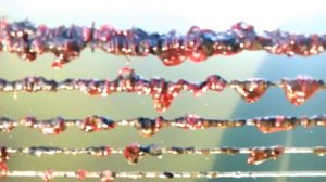 Мотыль, Самый простой способ Намыть мотыля для Рыбалки, для Аквариумных рыбок