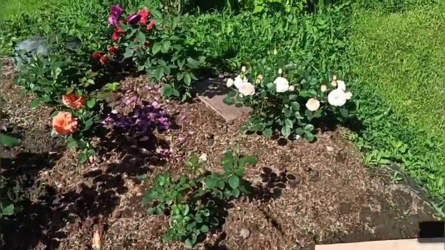 МИШКИНЫ РОЗЫ!? Цена, качество, рост, развитие и цветение. Обзор питомника роз! смотреть онлайн