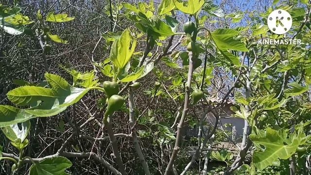 Инжир в мае . Будущий урожай. #Shorts. смотреть онлайн