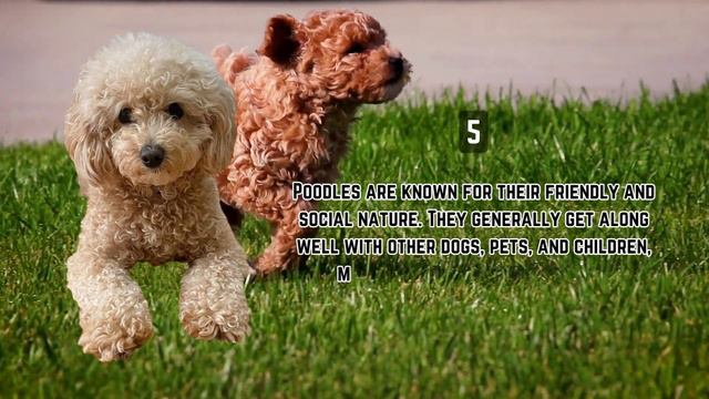 Poodles: The Genius Dogs Among Us! 10 Fascinating Facts | Poodles Facts смотреть онлайн