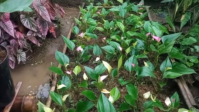 Update Tanaman Anthurium Bunga Wa 088233660820