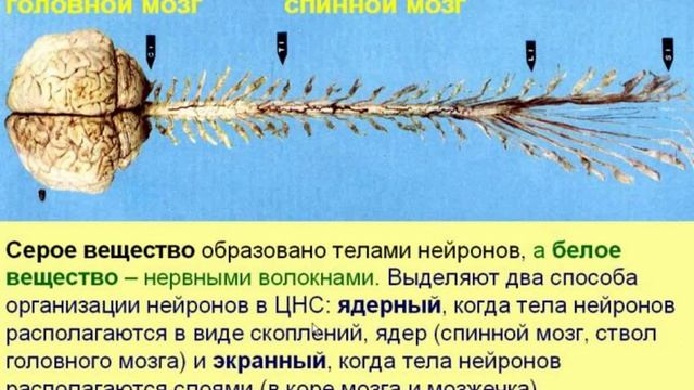 Нервная система-1. Видеолекция С.М.Зиматкина (11) смотреть онлайн