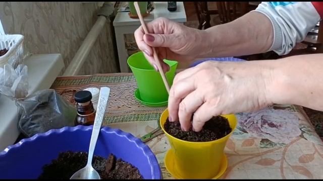 ПЕРЕСАДКА ХАВОРТИИ смотреть онлайн