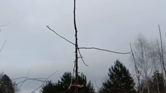 Обрезка яблони в интенсивном саду. Сорт яблони Имант. смотреть онлайн