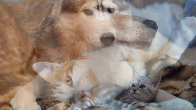 Дружба кошек и собак показ слайдов 2015! смотреть онлайн
