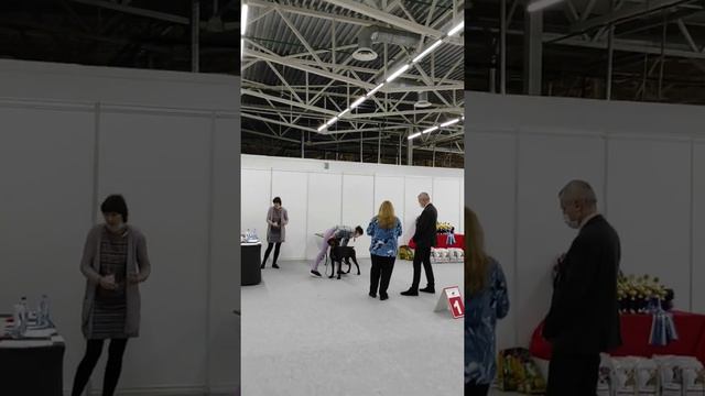 Гисборн победитель смотреть онлайн