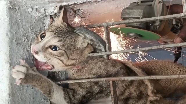 The Cat's Head trapped in Metal Shop Window смотреть онлайн