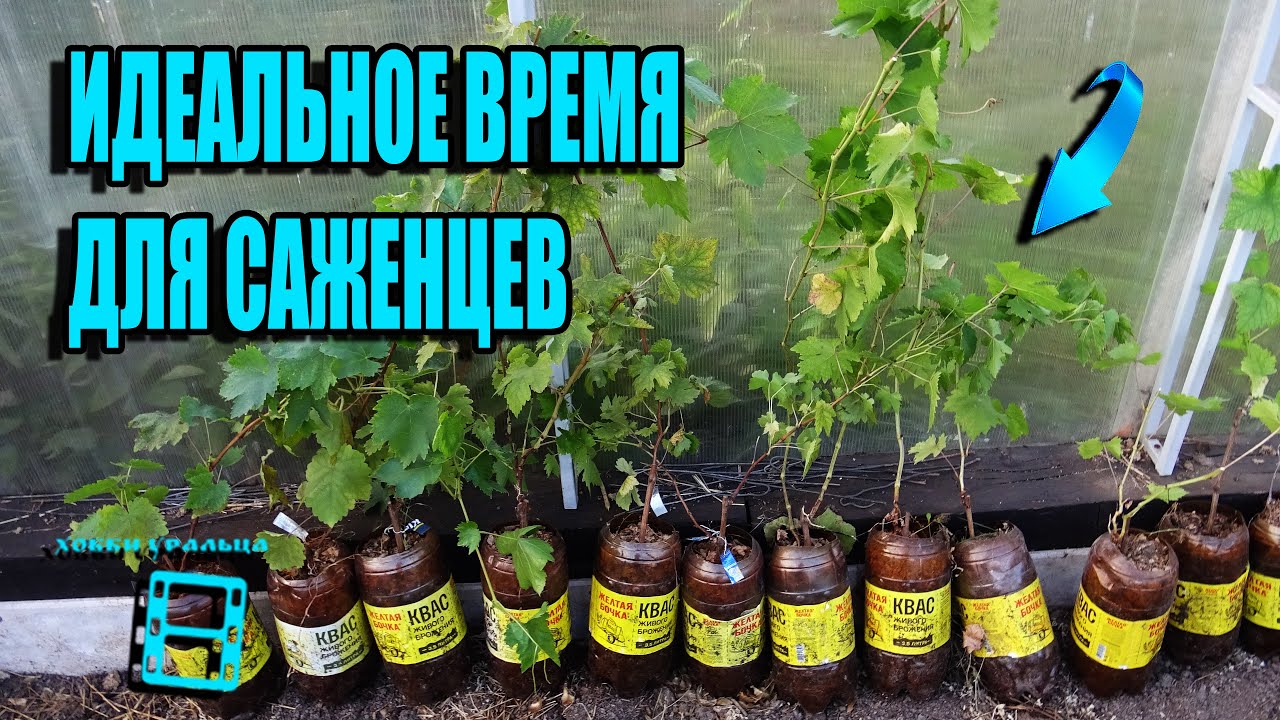ЛУЧШЕЕ ВРЕМЯ ПОСАДКИ САЖЕНЦЕВ ВИНОГРАДА В ГРУНТ НА СЕВЕРЕ. СЕВЕРНЫЙ ВИНОГРАДНИК 21-4 смотреть онлайн