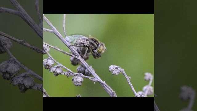 Sigma 105. f 2.8 macro Автор фотографий - Лия Алексеева. смотреть онлайн