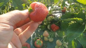 Клубника СЕНСАЦИЯ! Посадка осень 2020 года.