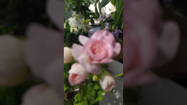 #пеларгония ЮГПринцесса Грейс, предроспуск смотреть онлайн
