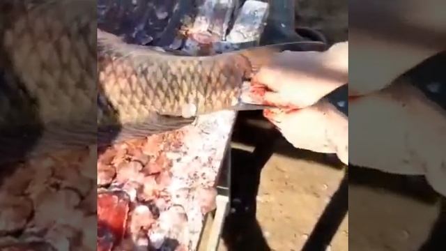 Как надо почистить рыбу смотреть онлайн