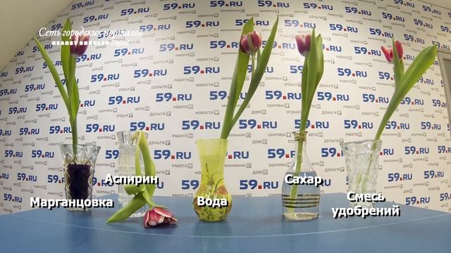 В чем цветы дольше стоят? смотреть онлайн