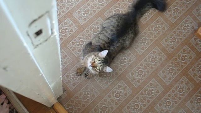 Кисточка и бесштанная команда смотреть онлайн