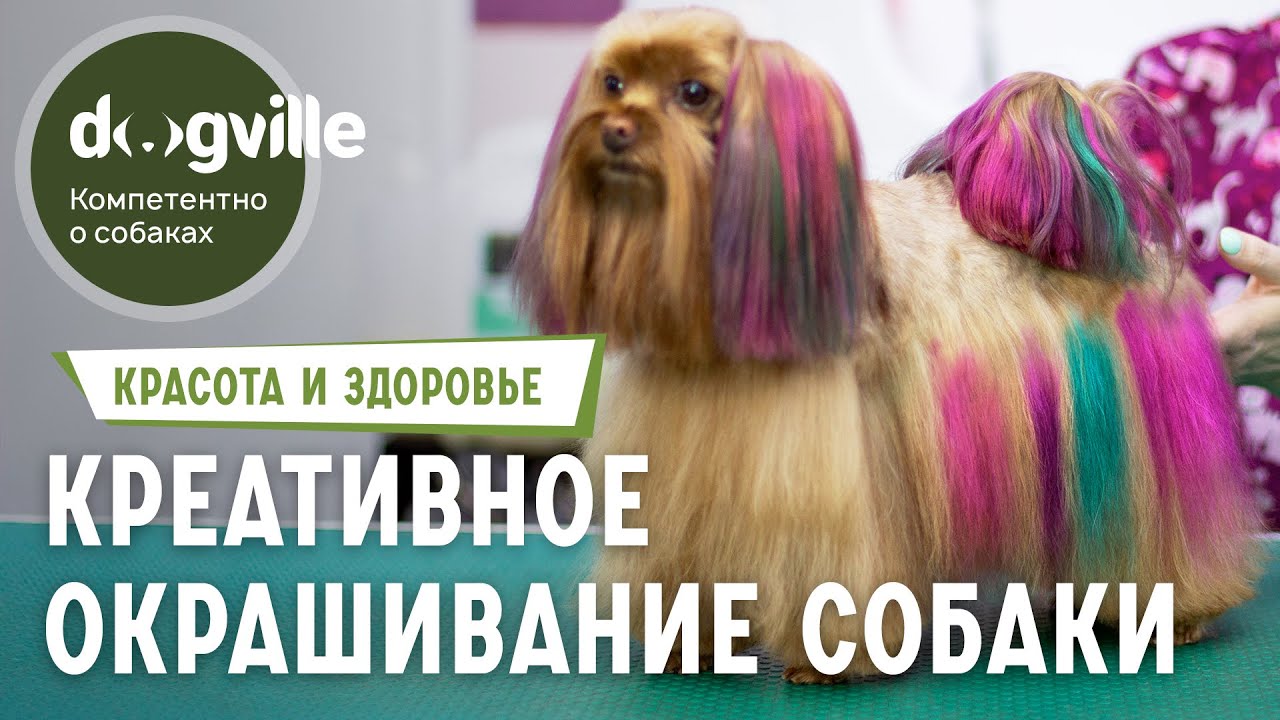 Креативное окрашивание собаки - Груминг орхидеи смотреть онлайн