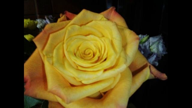 LOURENS смотреть онлайн