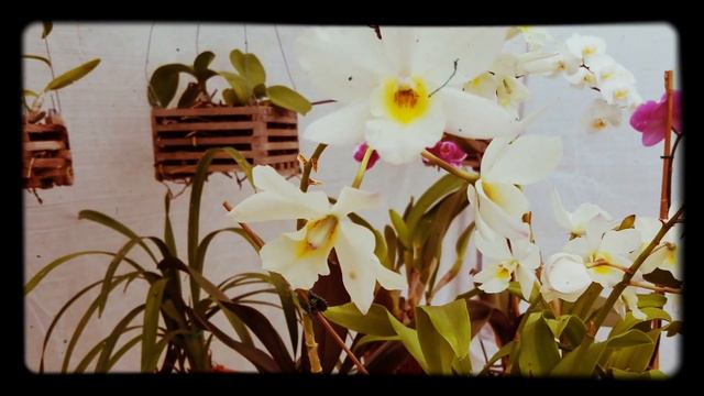 Orchids in SWFL смотреть онлайн
