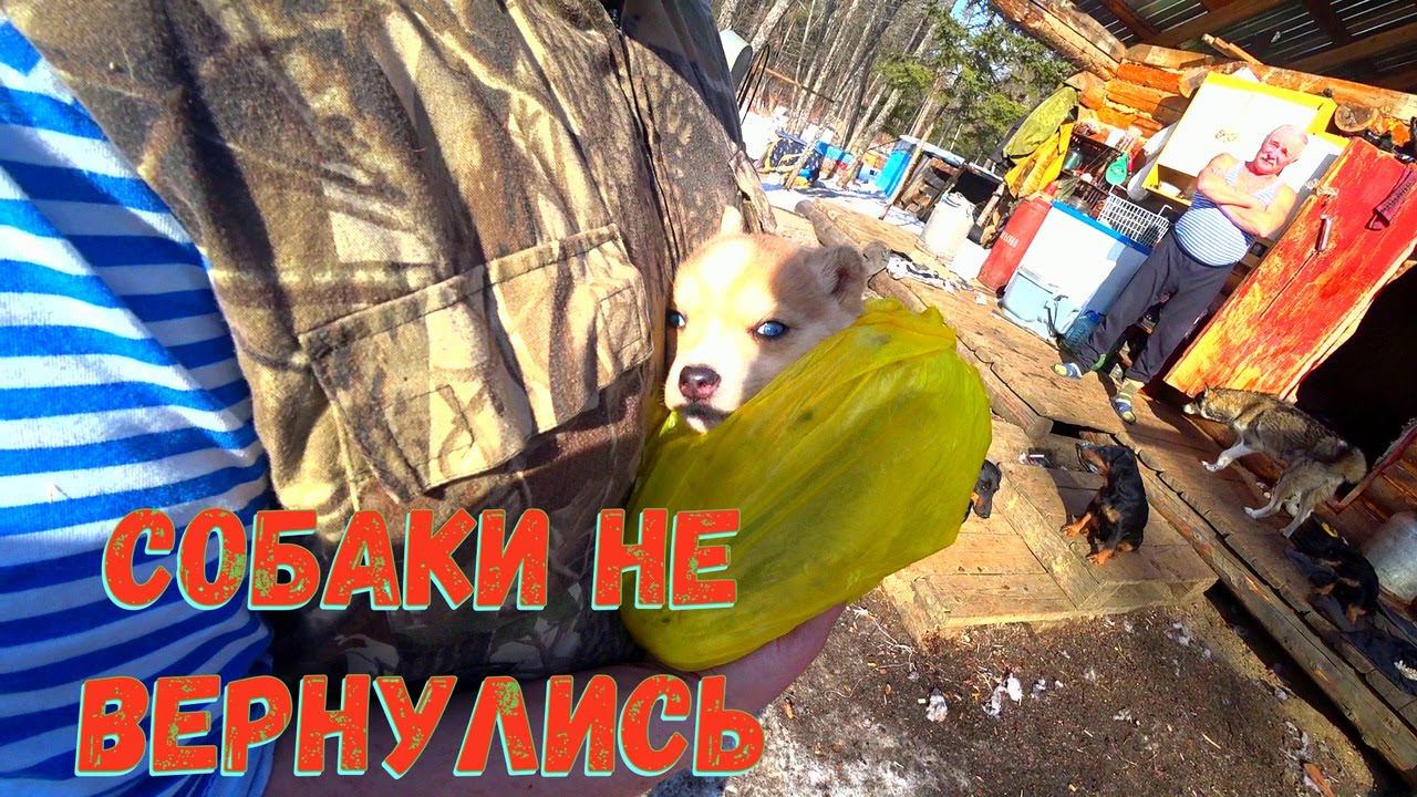 23 февраля на зимовье, собаки не вернулись. ТОЛЬКО 18+ смотреть онлайн