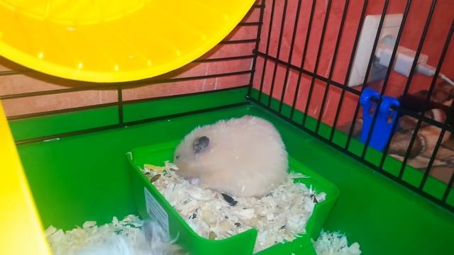 Хомячки. смотреть онлайн