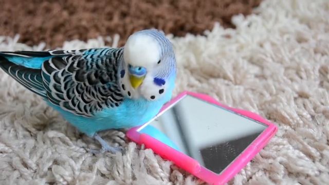 Budgie singing to mirror | Parakeet Sounds смотреть онлайн
