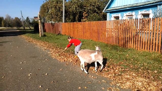 Детские веерные грабли с деревянной ручкой №14 смотреть онлайн
