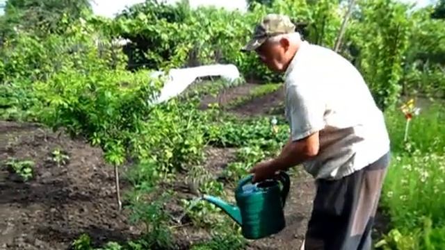 Первая Подкормка РАССАДЫ Зелёным Удобрением смотреть онлайн