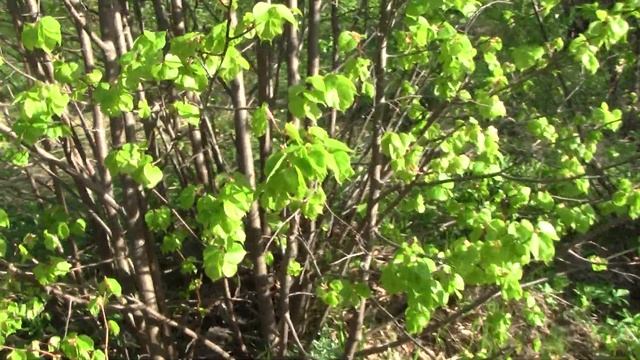 Листья липы в пищу.