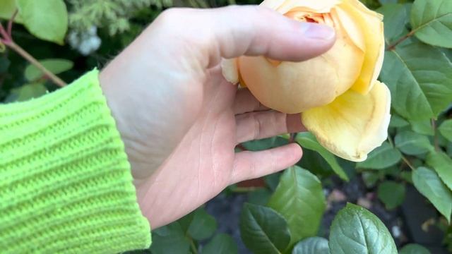 Jude the Obscure - David Austin Roses | Plus tips on preventing your roses balling up in the rain смотреть онлайн