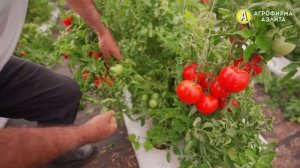 СКОРОСПЕЛЫЕ ТОМАТЫ. Обзор сорта БЕЛЫЙ НАЛИВ 241