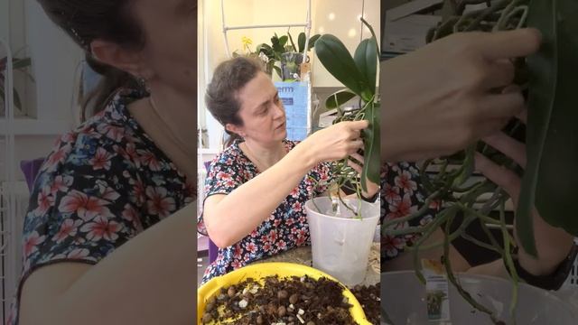 Орхидея дикий кот из зс в двойной горшок. смотреть онлайн