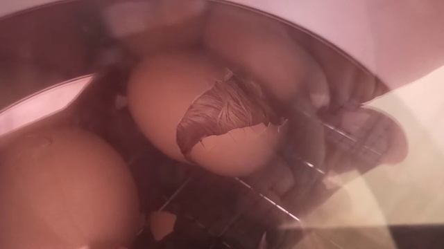 Инкубирование бройлеров Кобб 500 и Кобб 700 смотреть онлайн