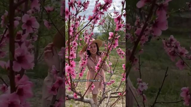 Где искать цветущие персиковые сады в Крыму #путешествия #путешествие #travel смотреть онлайн