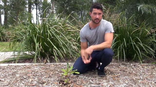 Plant 5 Macadamia Tree смотреть онлайн