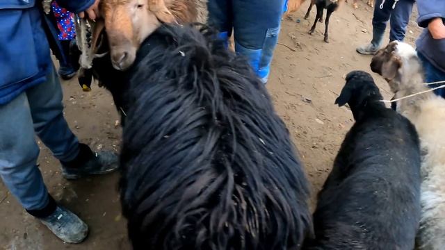 ТАРАЗ МАЛ БАЗАРЫ 08.01.2023 ҚОЙ-ЕШКІ БАҒАЛАРЫ/БАЗАР КЗ смотреть онлайн