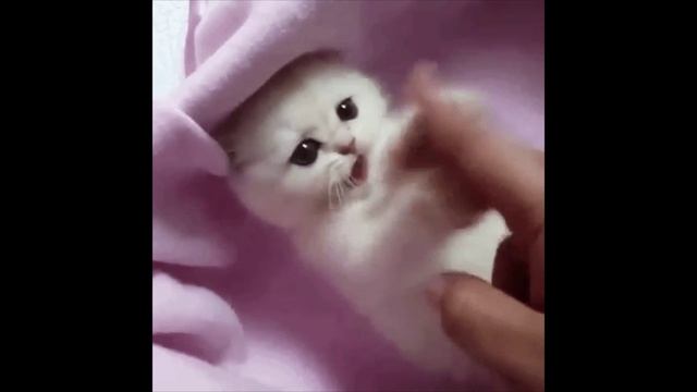 котейки 5.mp4