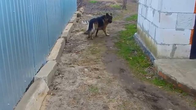 Выполнения команд, овчарки. смотреть онлайн