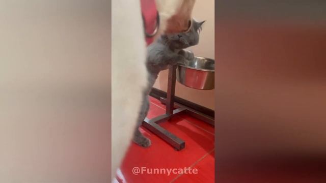 Funny animal / Смешные животные / Смешные кошки/собаки Смешные видео с животными #40 смотреть онлайн