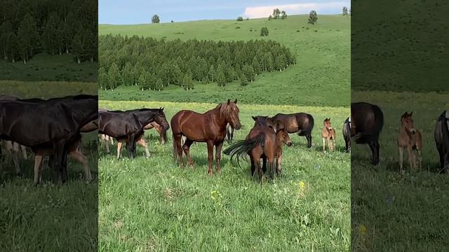 Жеребец Летучий смотреть онлайн