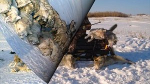 • Профессор Лебединский • Малосольный огурец •