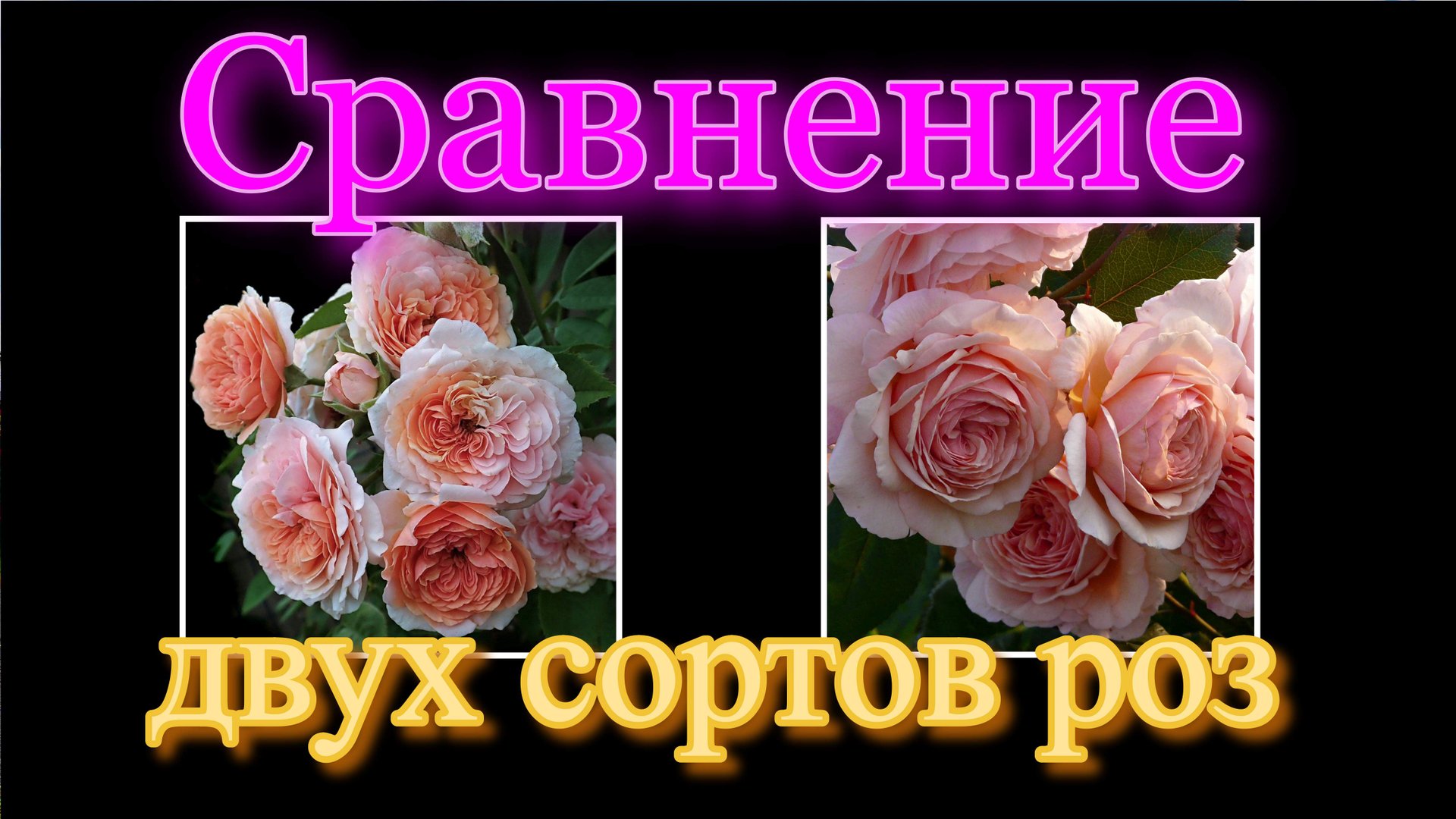 Роза Леандр и Э Шропшир Лэд, Сравнение и обзор.