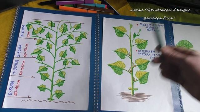 Формируем партенокарпические огурцы. Урок 7 смотреть онлайн