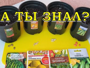 АПРЕЛЬ: что сеем на рассаду из ОВОЩЕЙ🍅🍆🥕