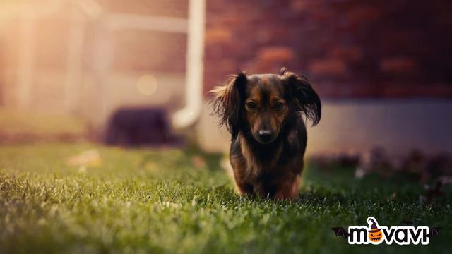 Это МОЁ ВИДЕО!!!! МОНТИРОВАЛА ДВА ЧАСА!!!! ЭТИ ЖИВОТНЫЕ ПОКАРЯЮТ СВОЕЙ МИМИШКОСТЮ 😍😍😍😍😍😍😍😍😍 смотреть онлайн