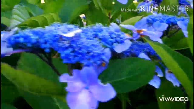 HYDRANGEA FLOWER/MY COLLECTION/SUMMER.202 смотреть онлайн