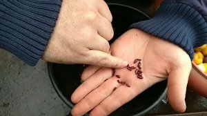 КАК ВЫРАСТИТЬ,РАЗМНОЖИТЬ АЙВУ ЯПОНСКУЮ ИЗ СЕМЯН.КАКОЕ КОЛИЧЕТВО СЕМЯН В ОДНОМ ЯБЛОЧКЕ.ЧАСТЬ 1.