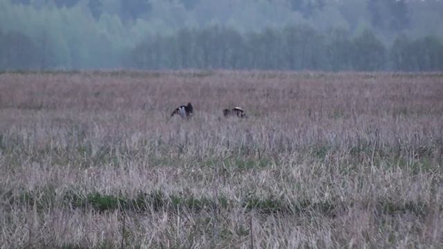 Тетерева Такуют смотреть онлайн
