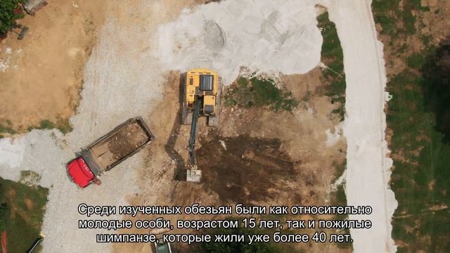 Пожилые люди и шимпанзе выбирают себе друзей схожим образом смотреть онлайн