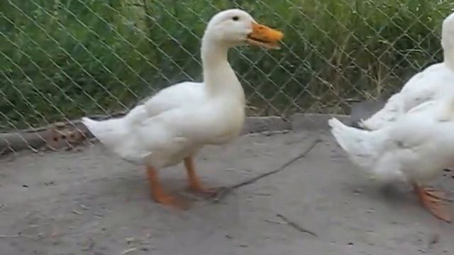 Наши домашние птицы смотреть онлайн